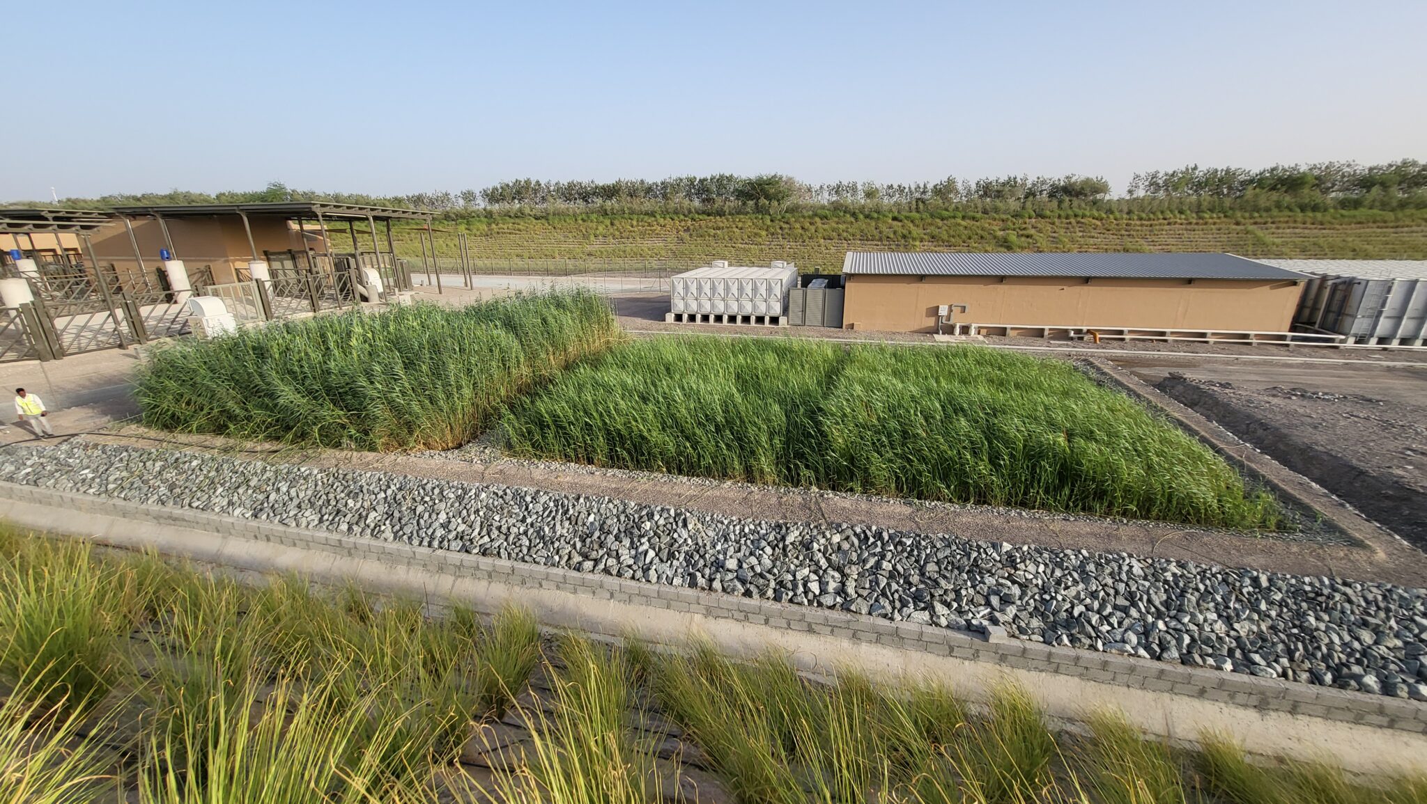 ProjectS – REED BED